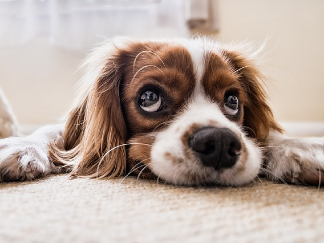 Carpet Cleaning Bozeman Mt Pro Carpet Cleaners 406 595 6059